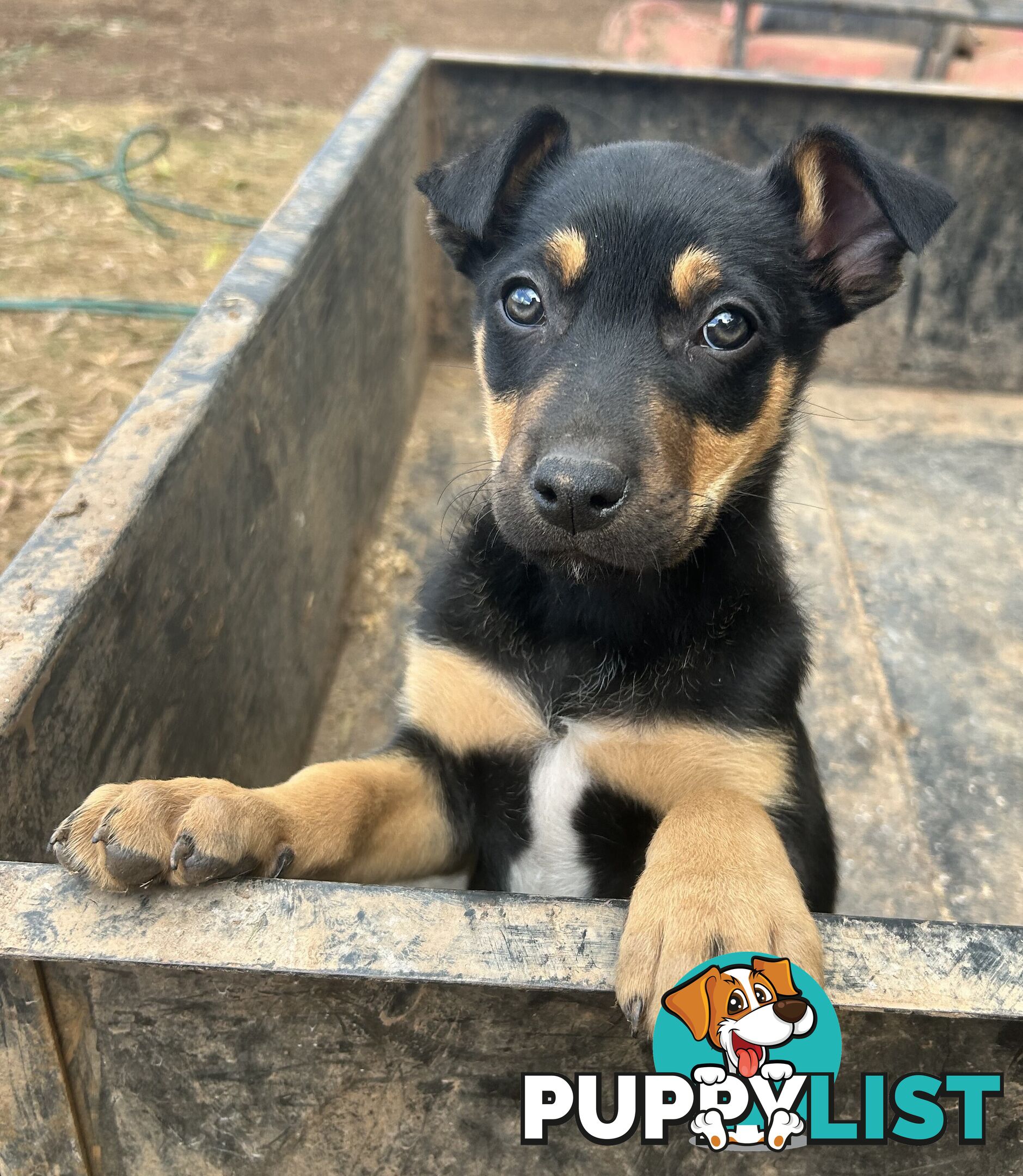 Kelpie male pups