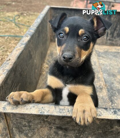 Kelpie male pups