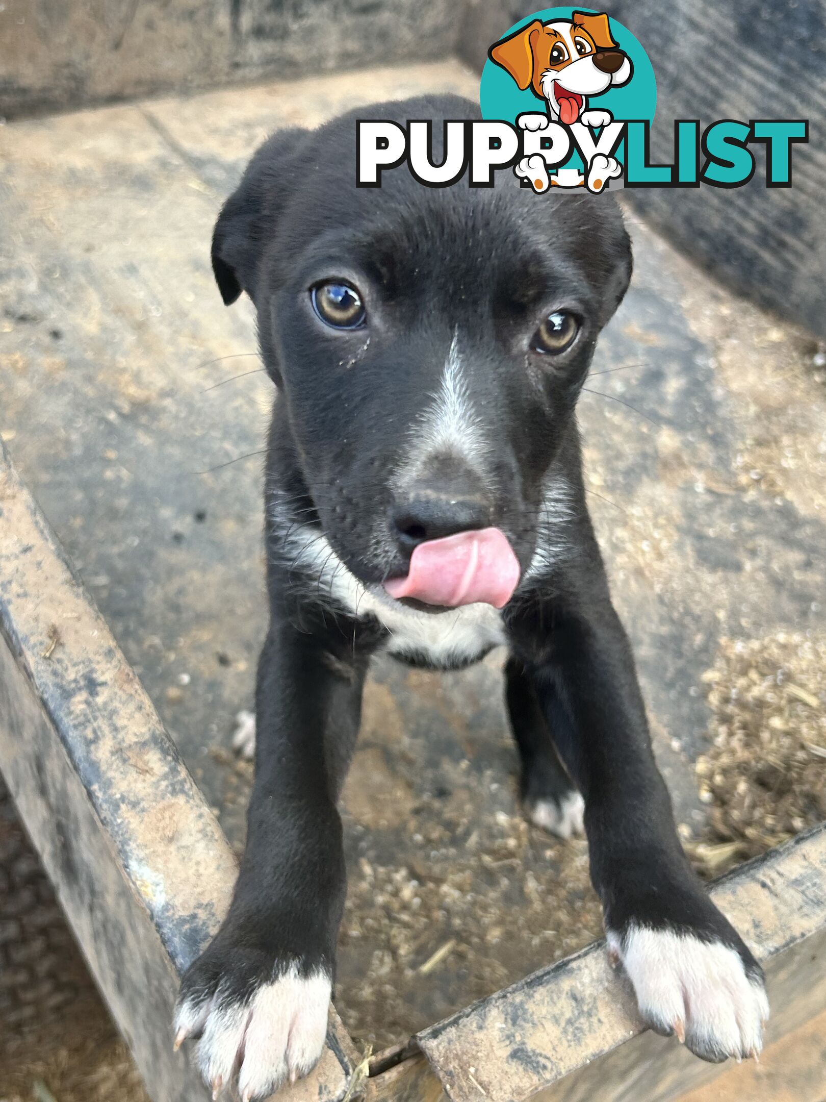 Kelpie male pups