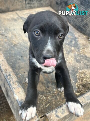 Kelpie male pups