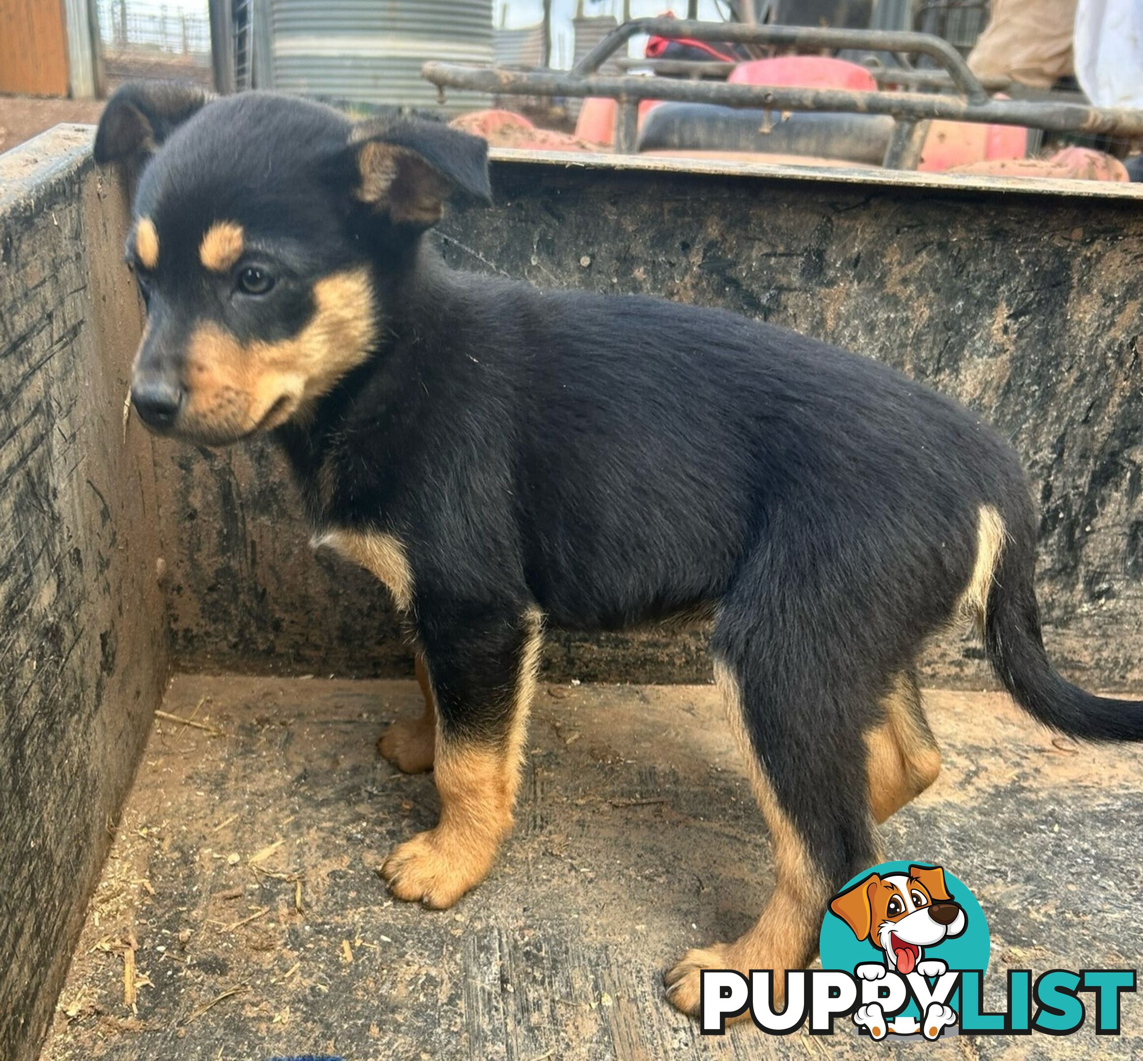 Kelpie male pups
