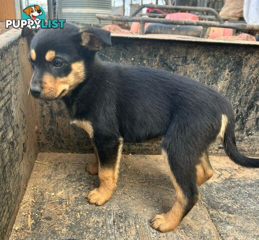 Kelpie male pups