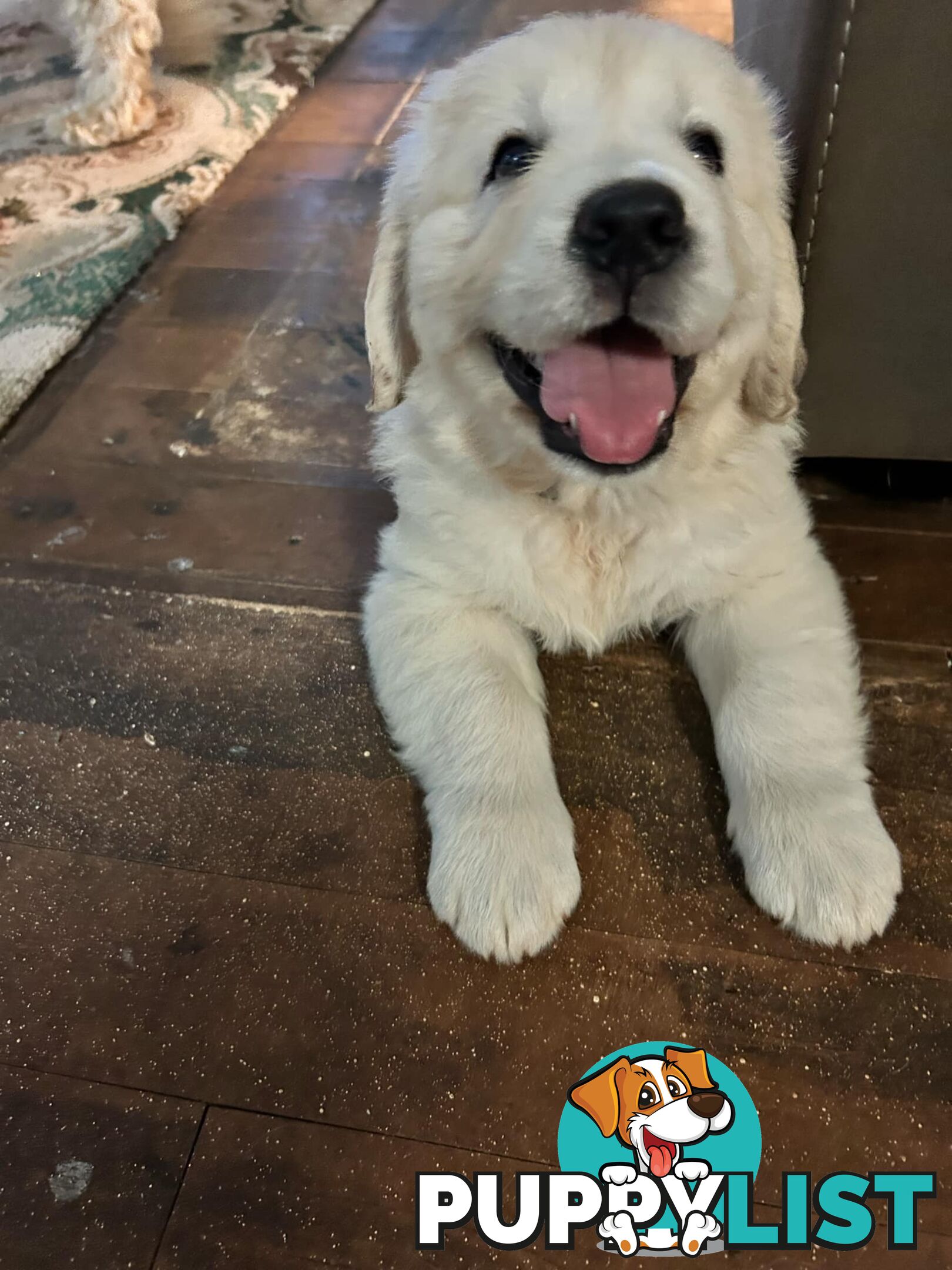 Purebred Golden Retrievers