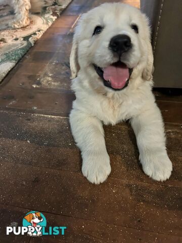 Purebred Golden Retrievers