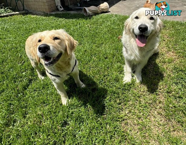 Purebred Golden Retrievers