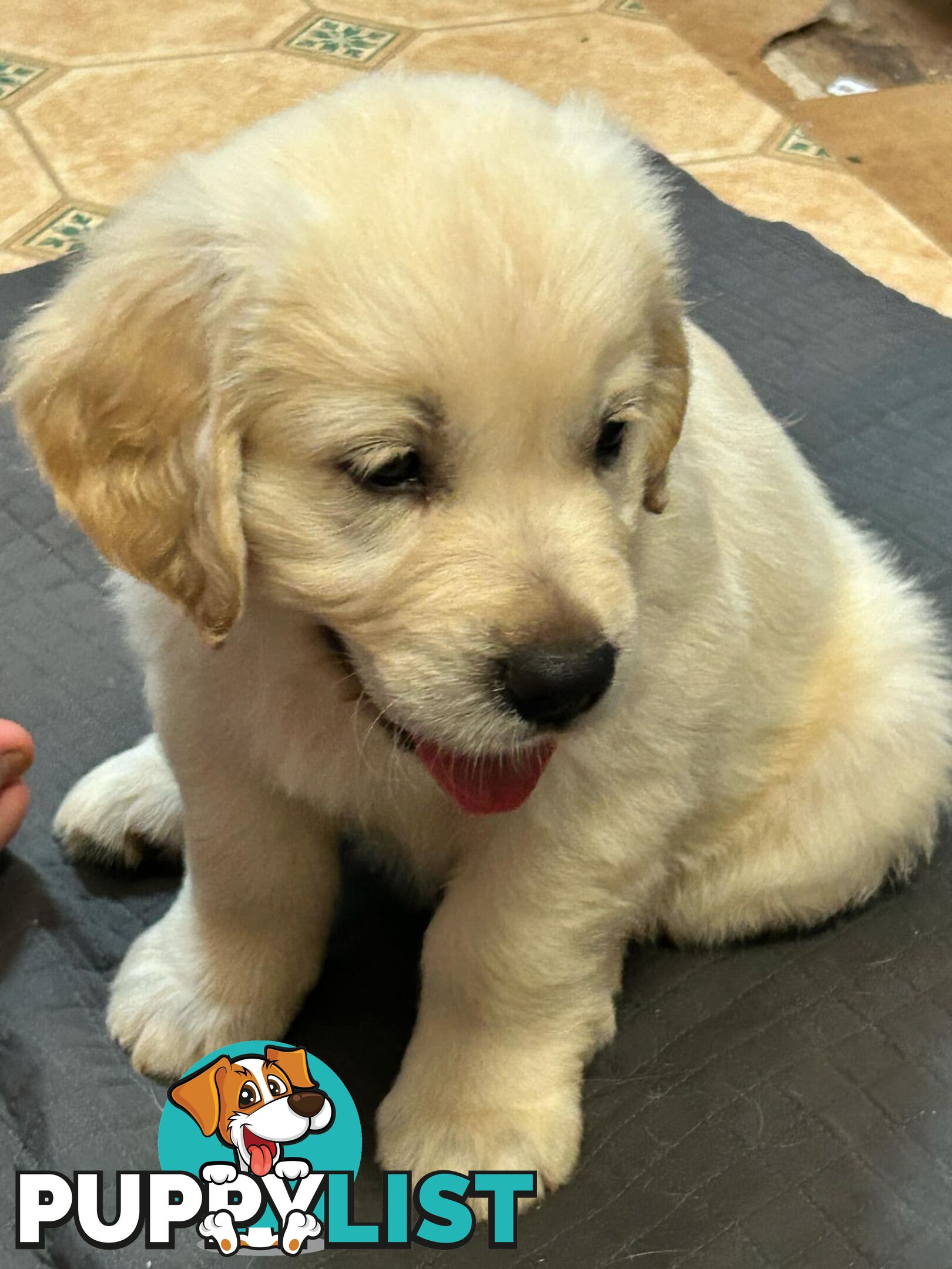 Purebred Golden Retrievers