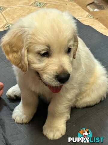 Purebred Golden Retrievers