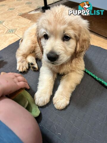 Purebred Golden Retrievers