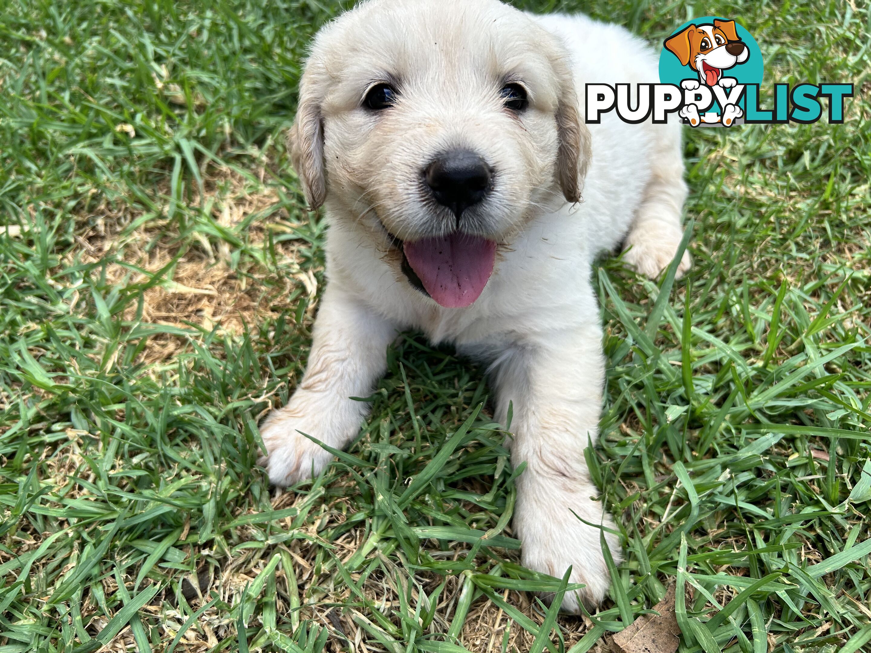 Purebred Golden Retrievers