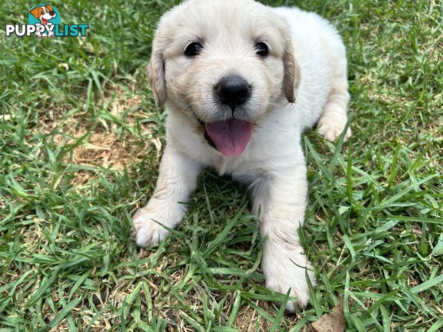 Purebred Golden Retrievers