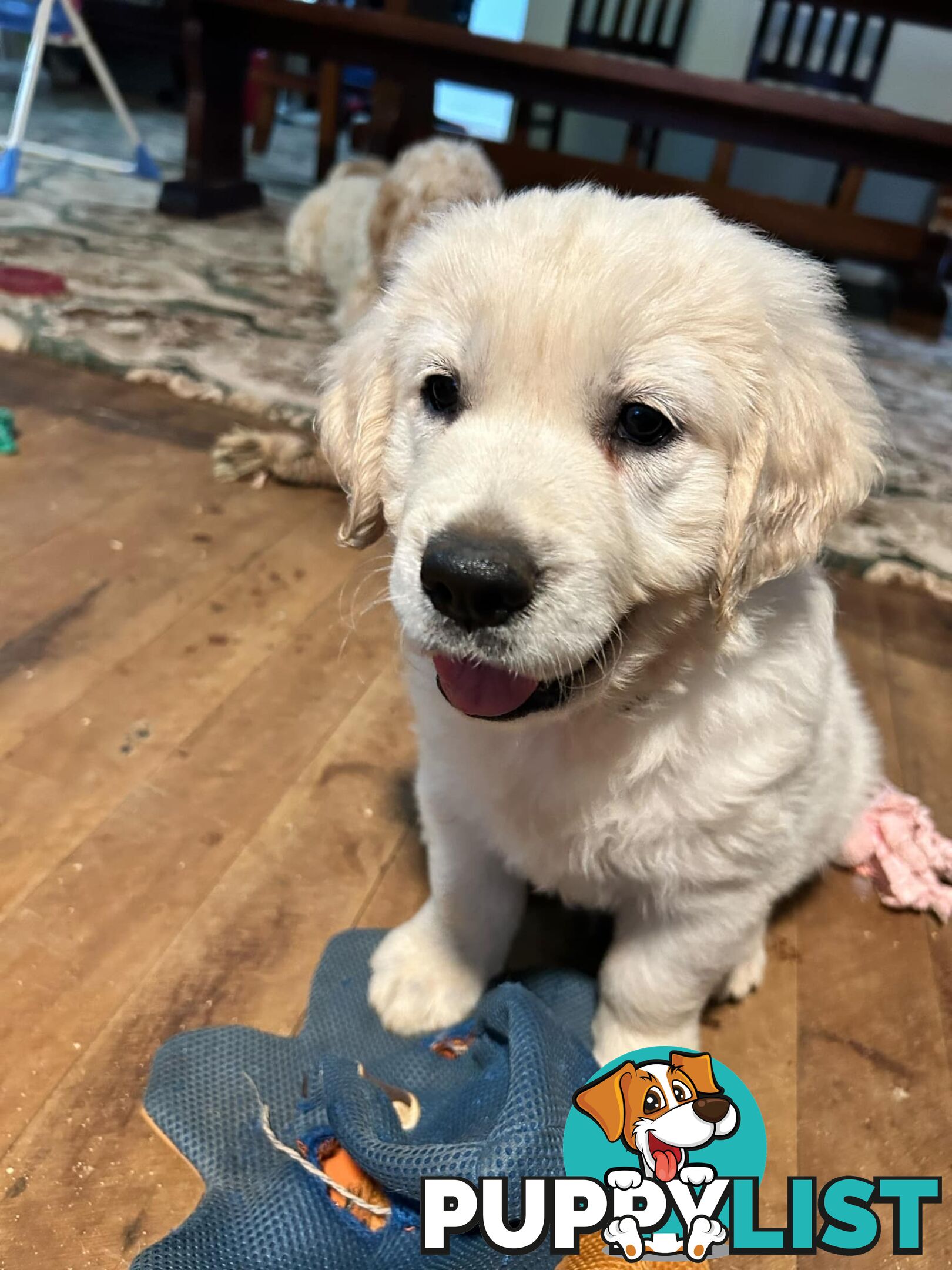 Purebred Golden Retrievers