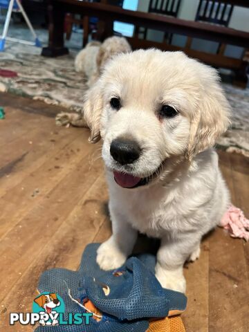 Purebred Golden Retrievers