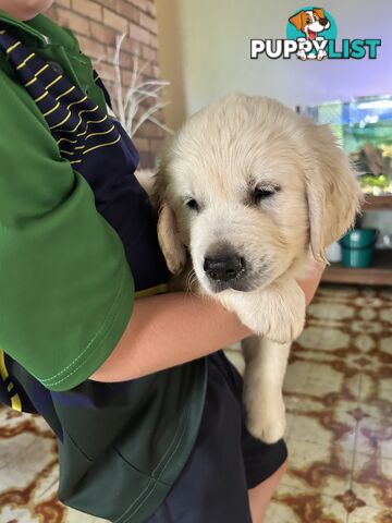 Purebred Golden Retrievers