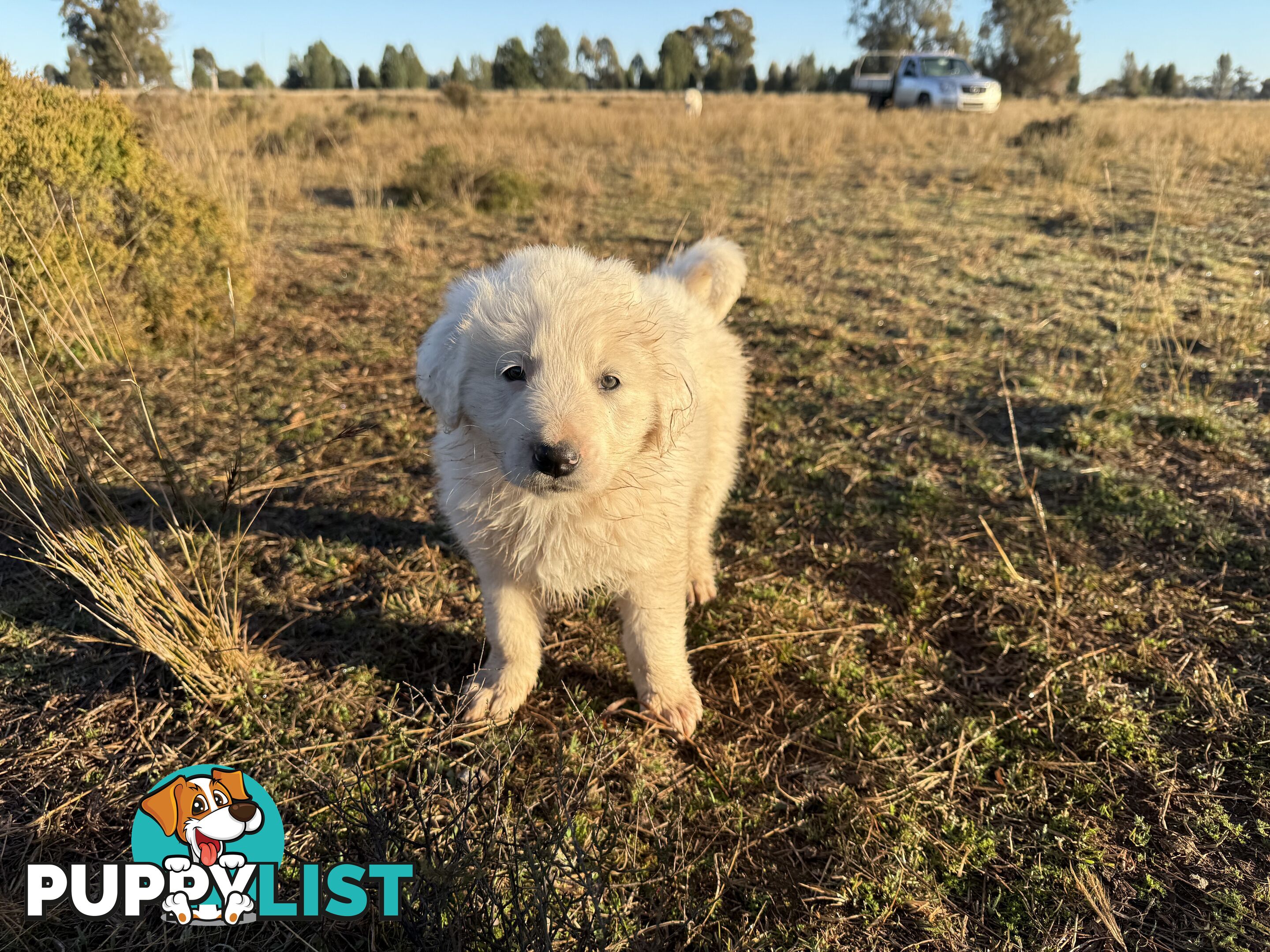 Maremma pups