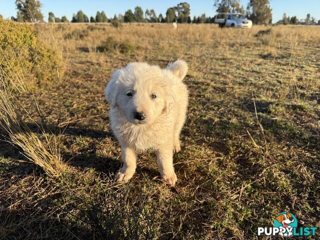 Maremma pups