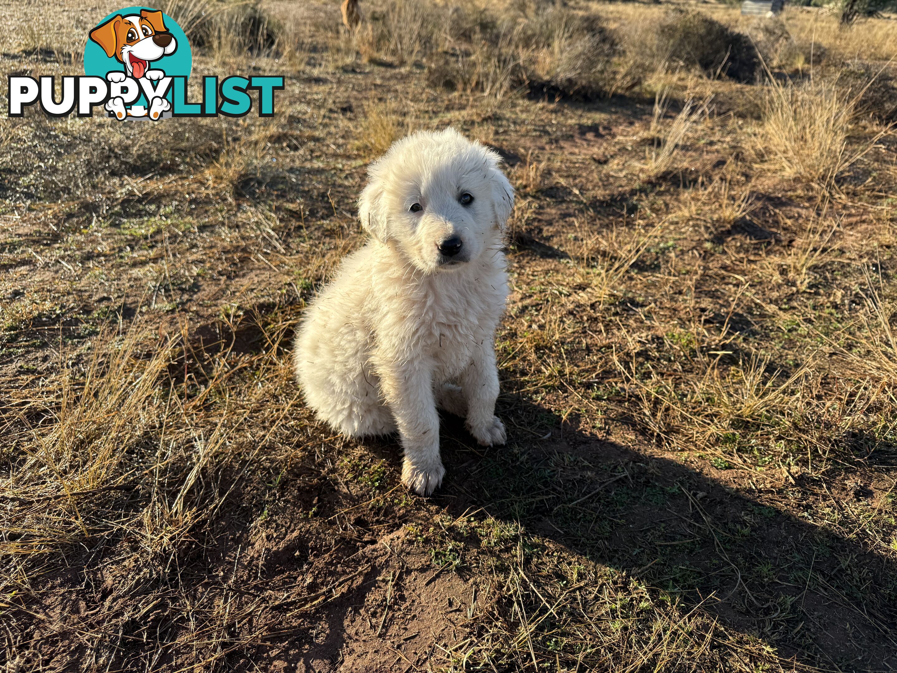 Maremma pups