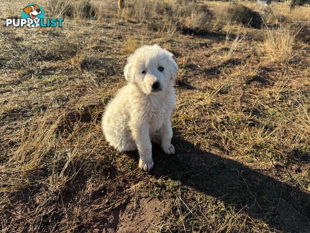 Maremma pups