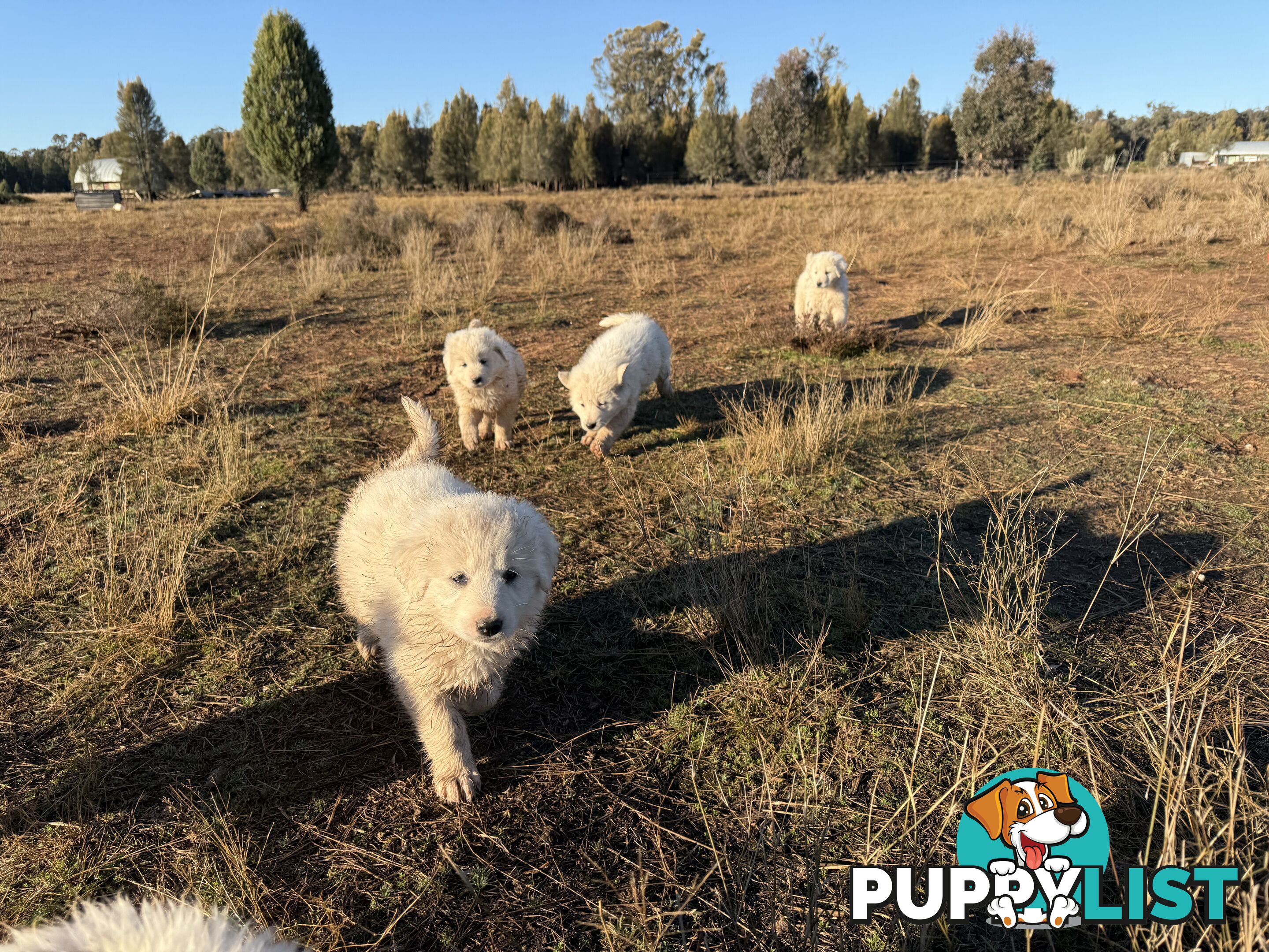 Maremma pups