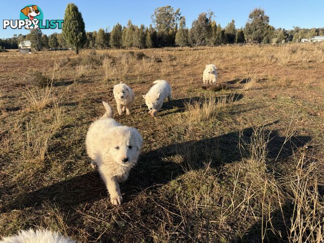 Maremma pups