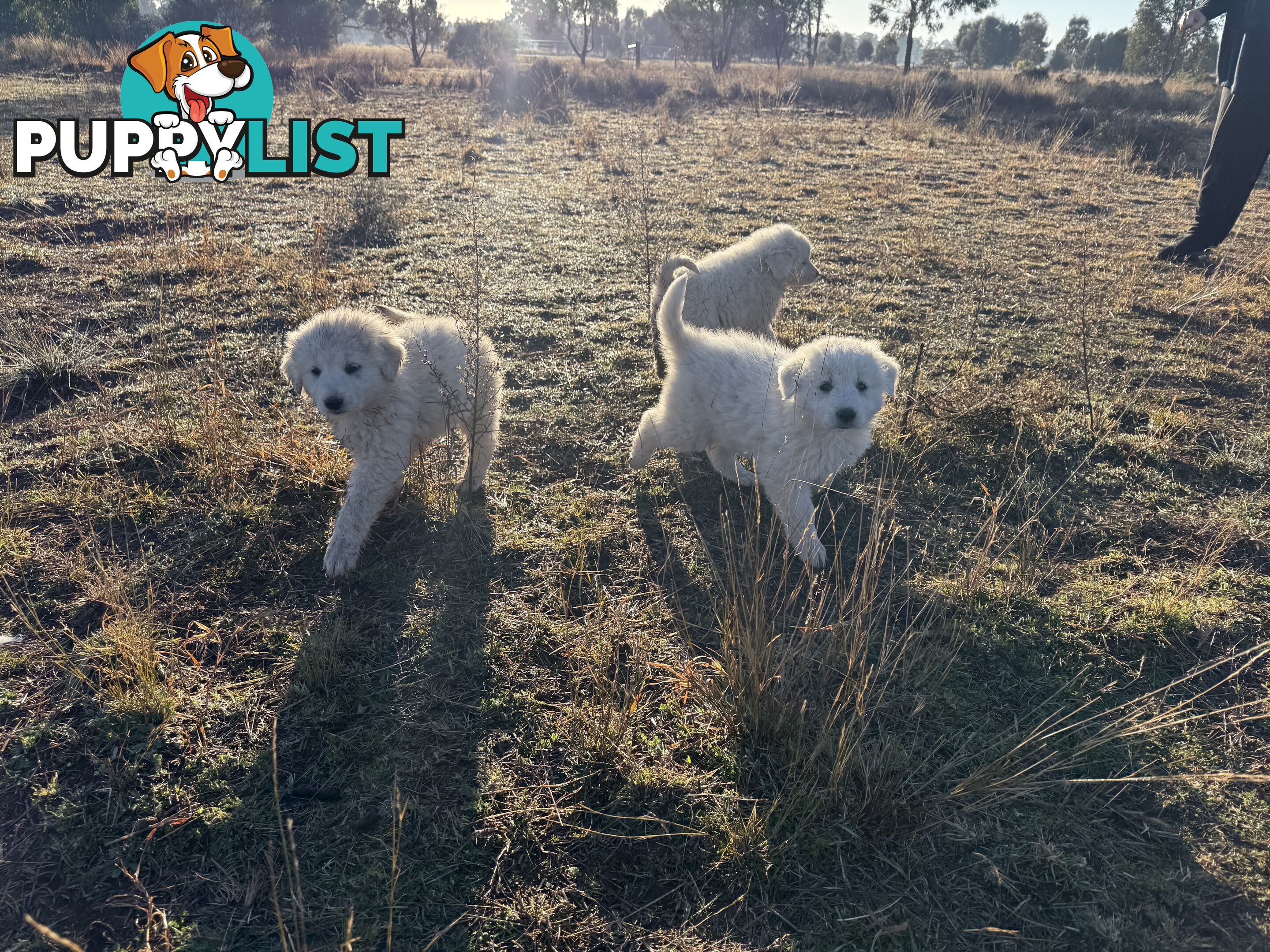 Maremma pups