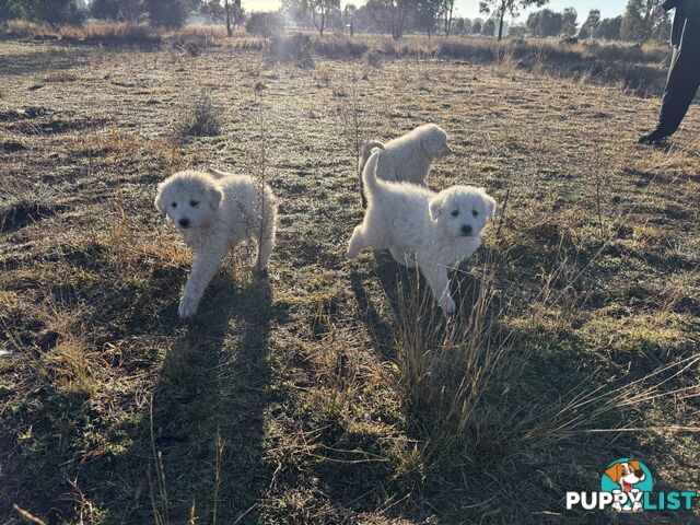 Maremma pups