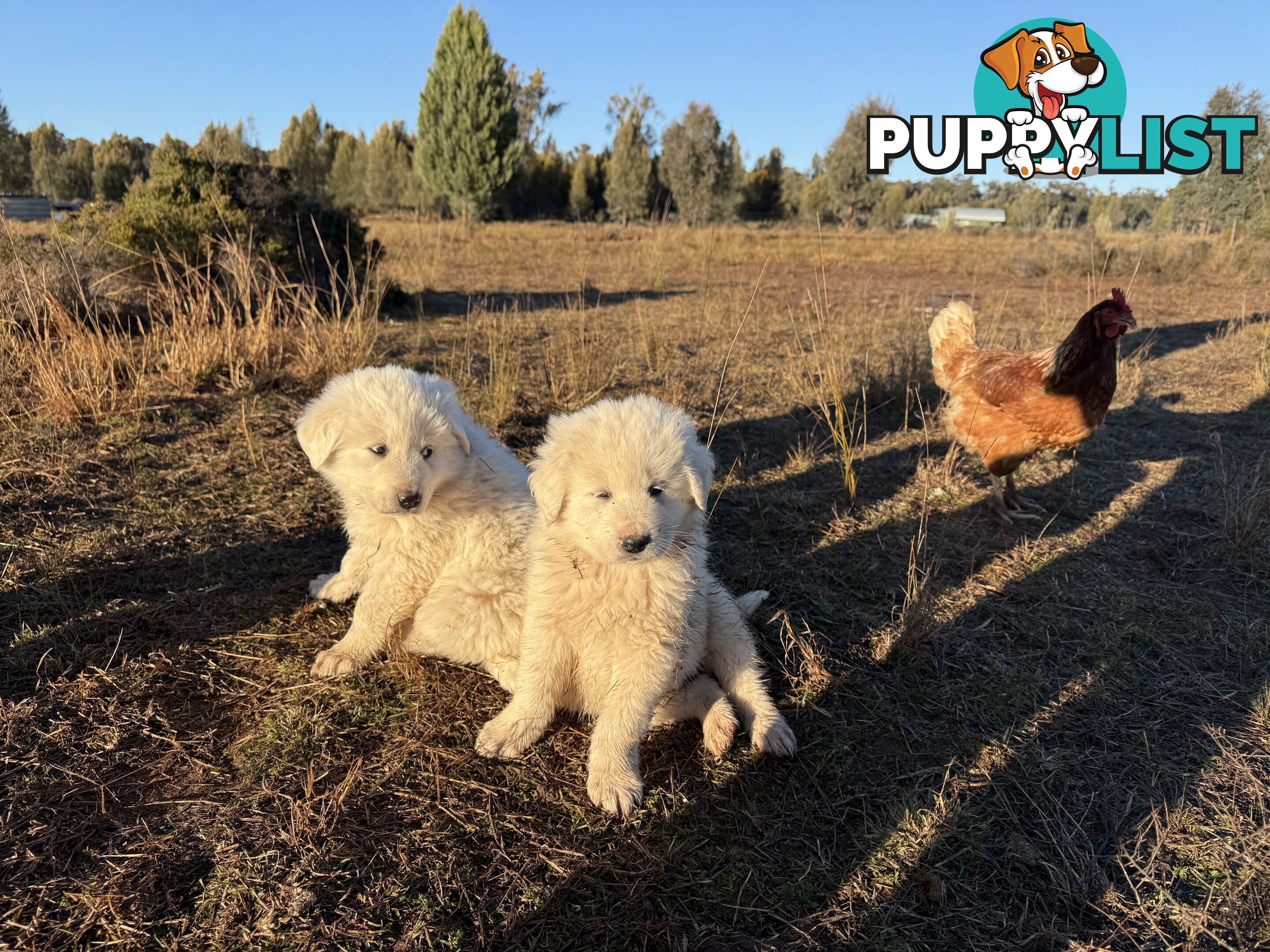 Maremma pups