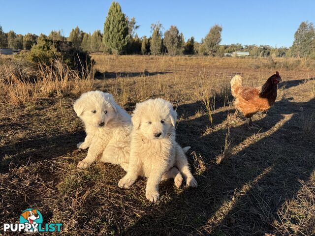 Maremma pups