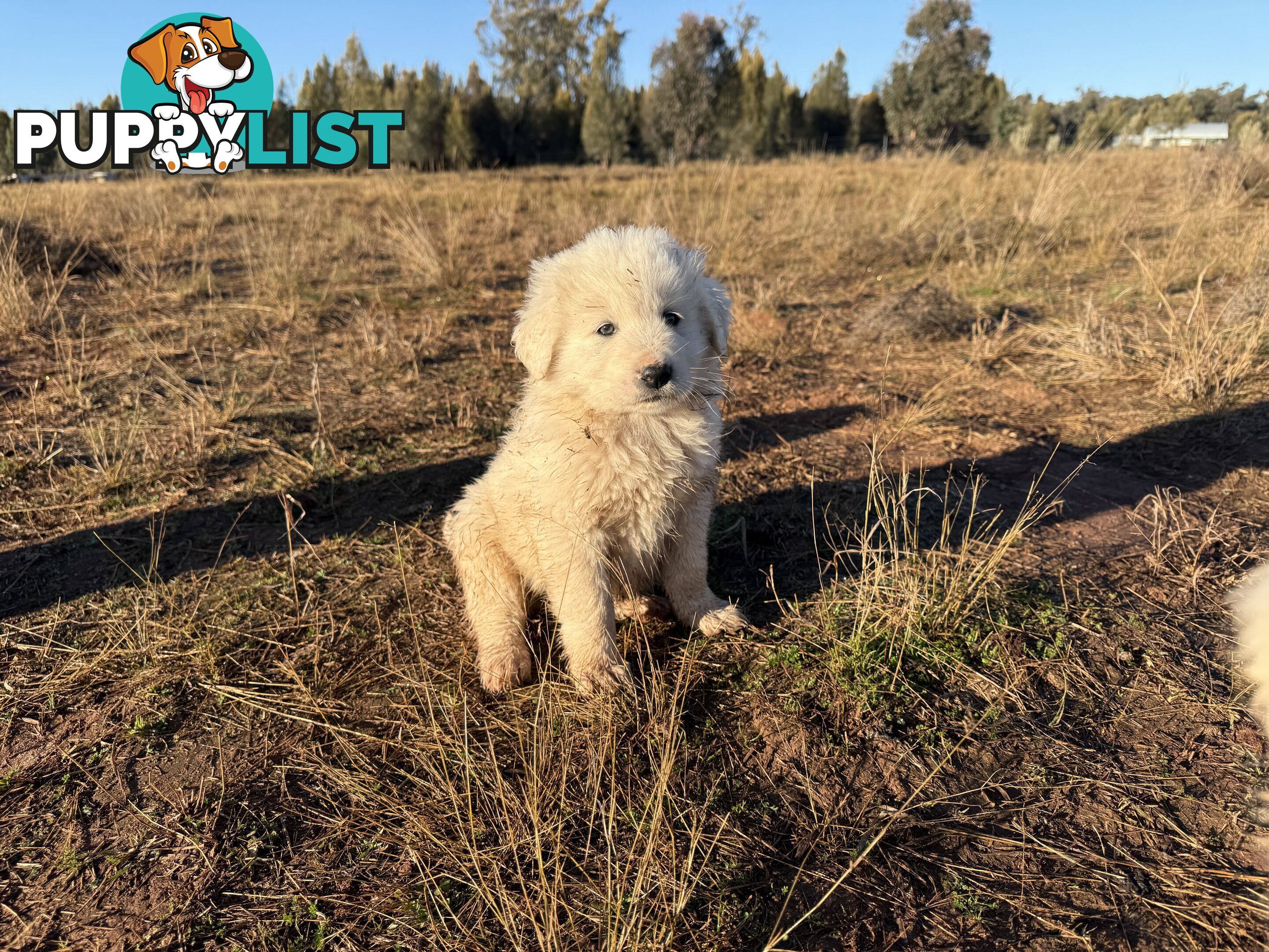 Maremma pups