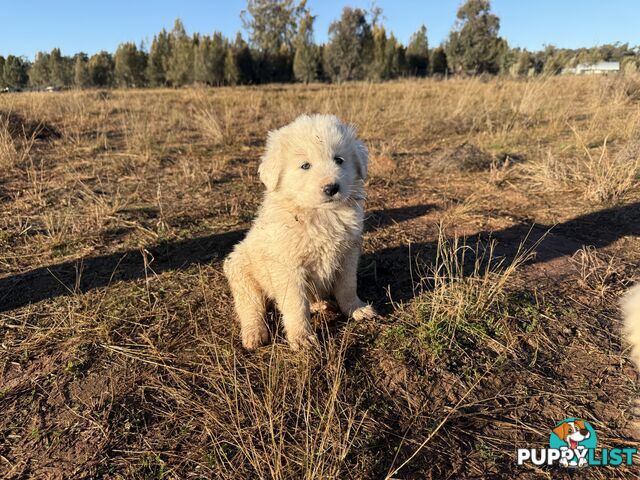 Maremma pups