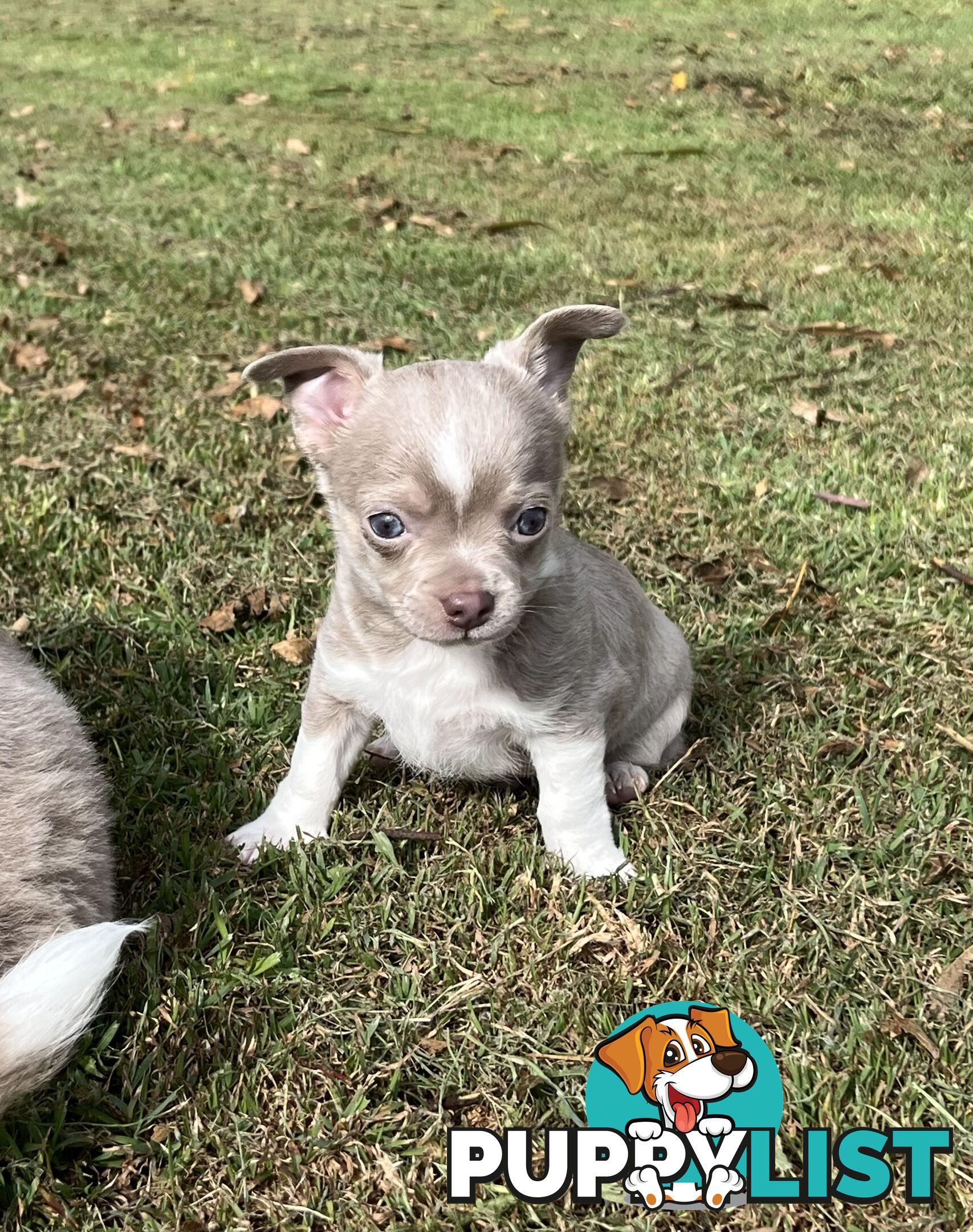 Chihuahua puppies lilac and white