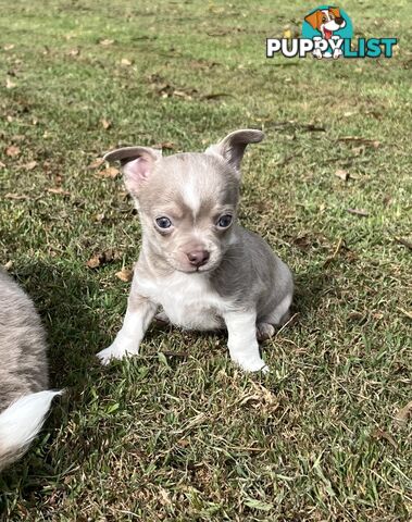 Chihuahua puppies lilac and white