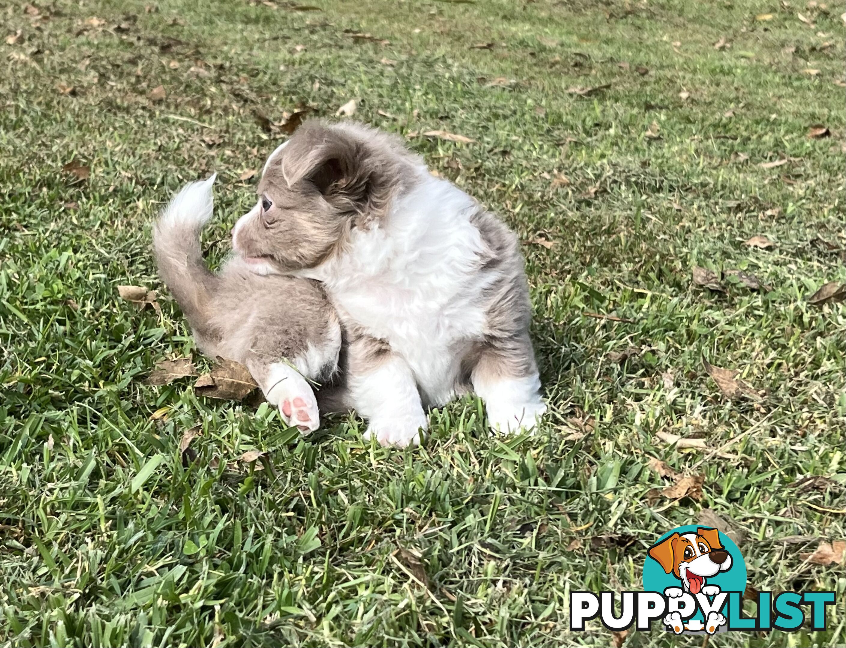 Chihuahua puppies lilac and white