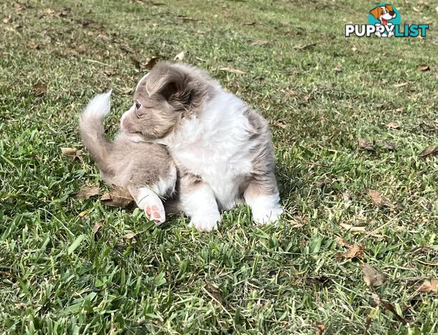 Chihuahua puppies lilac and white