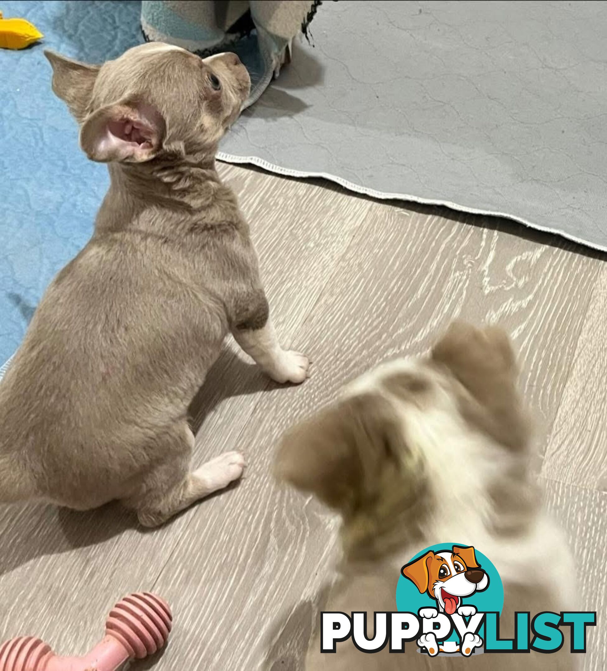 Chihuahua puppies lilac and white