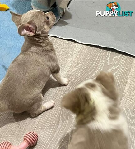 Chihuahua puppies lilac and white