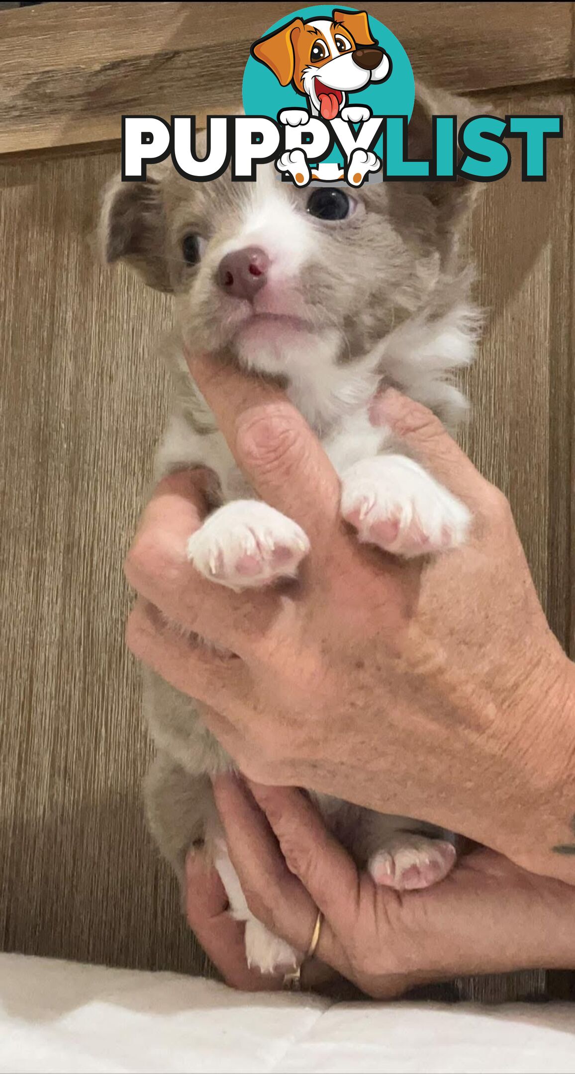 Chihuahua puppies lilac and white