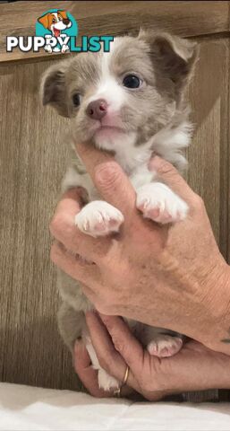 Chihuahua puppies lilac and white