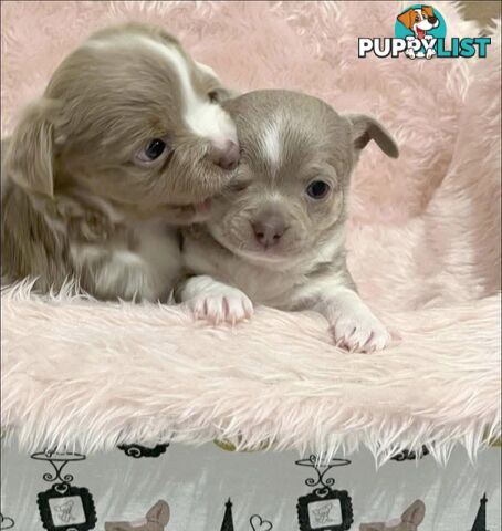Chihuahua puppies lilac and white