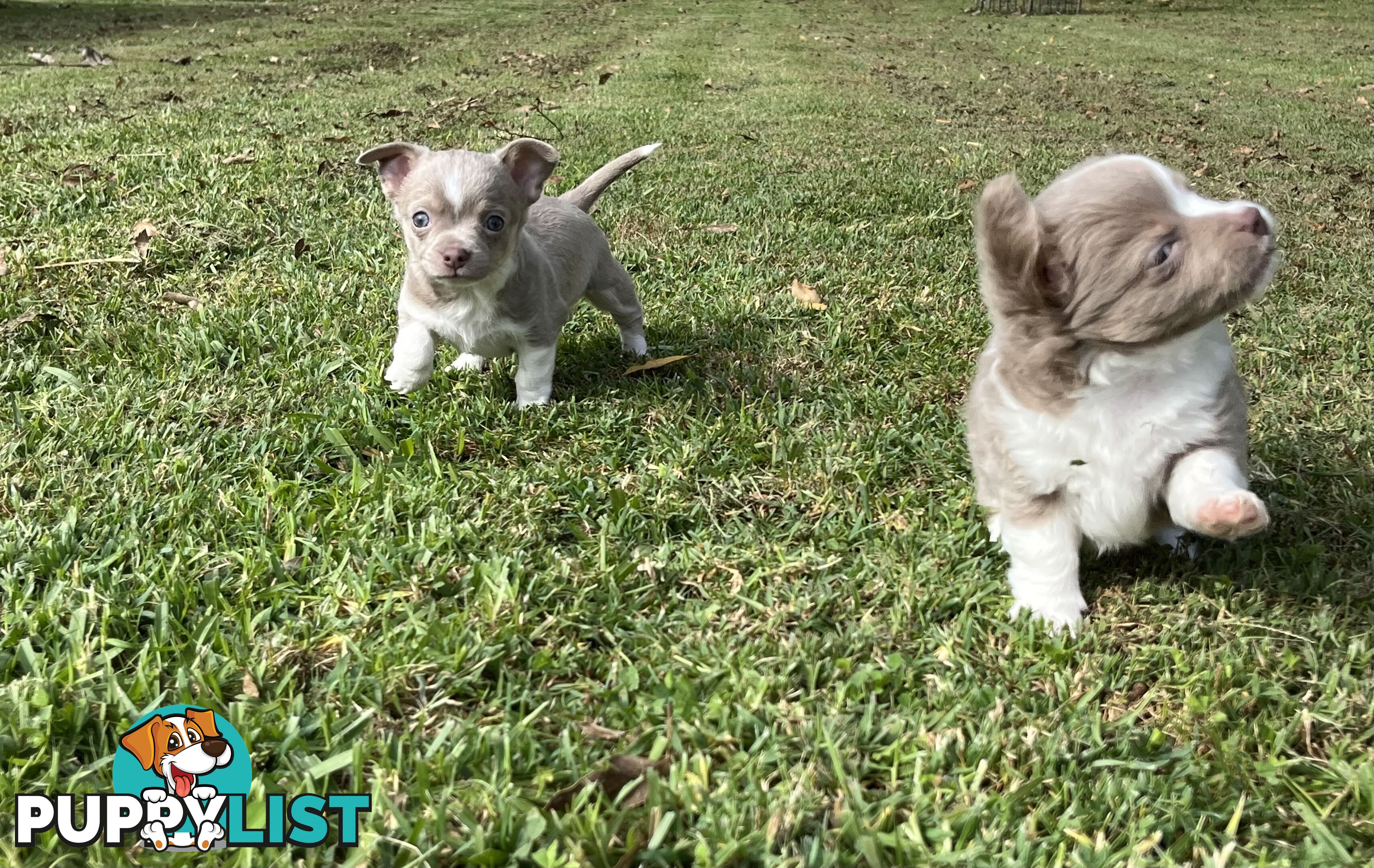 Chihuahua puppies lilac and white