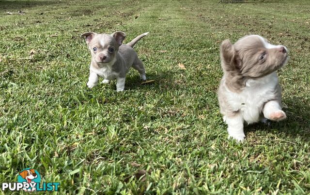 Chihuahua puppies lilac and white