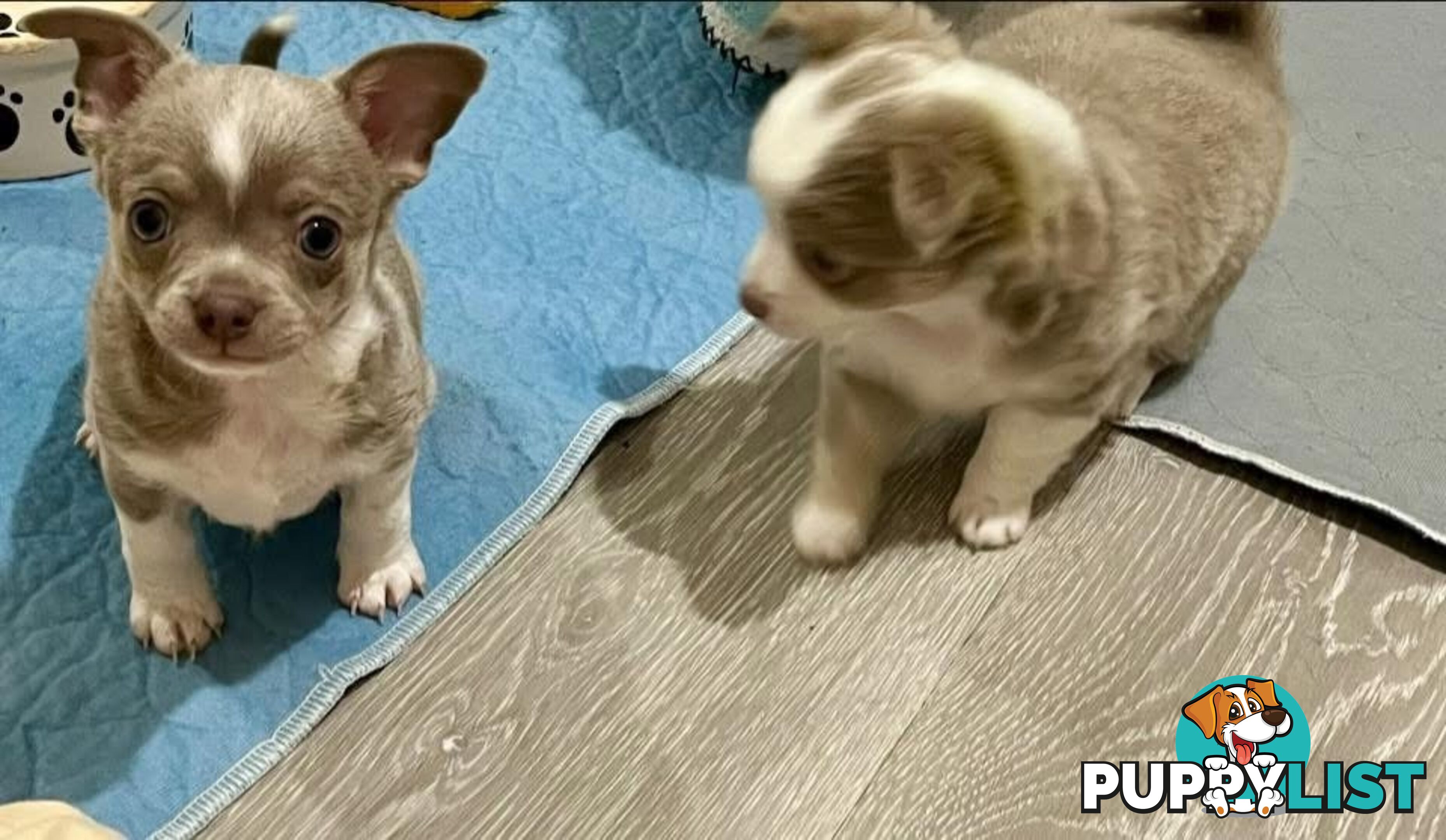 Chihuahua puppies lilac and white