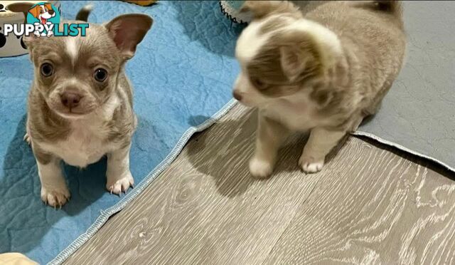 Chihuahua puppies lilac and white