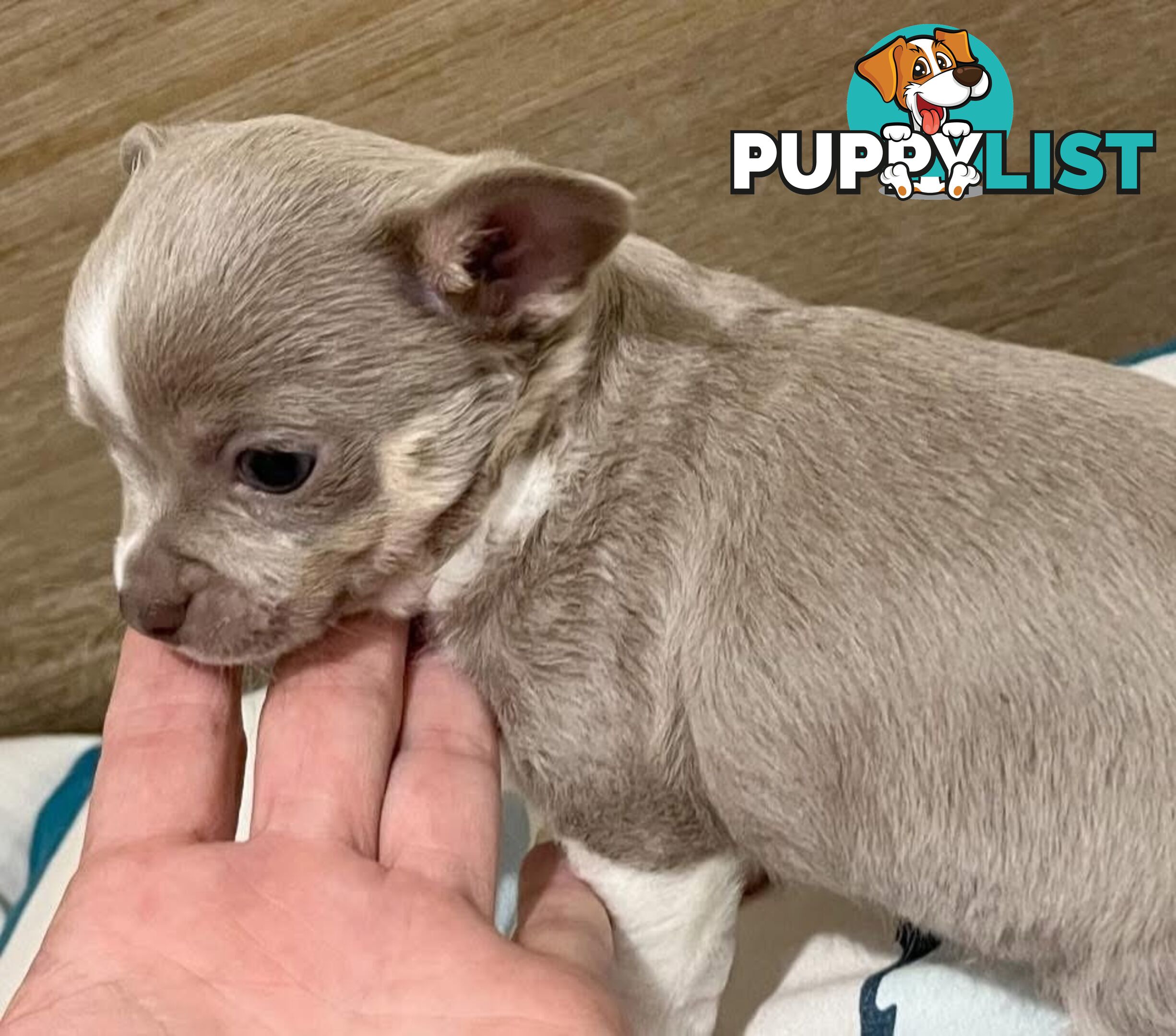Chihuahua puppies lilac and white