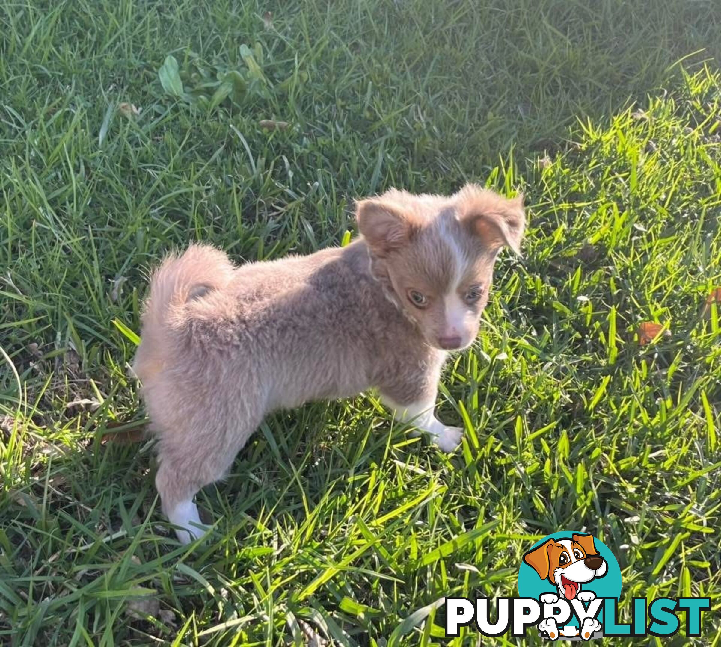 Chihuahua puppies lilac and white