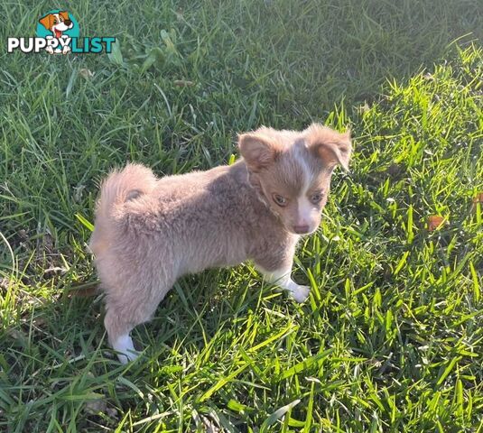 Chihuahua puppies lilac and white