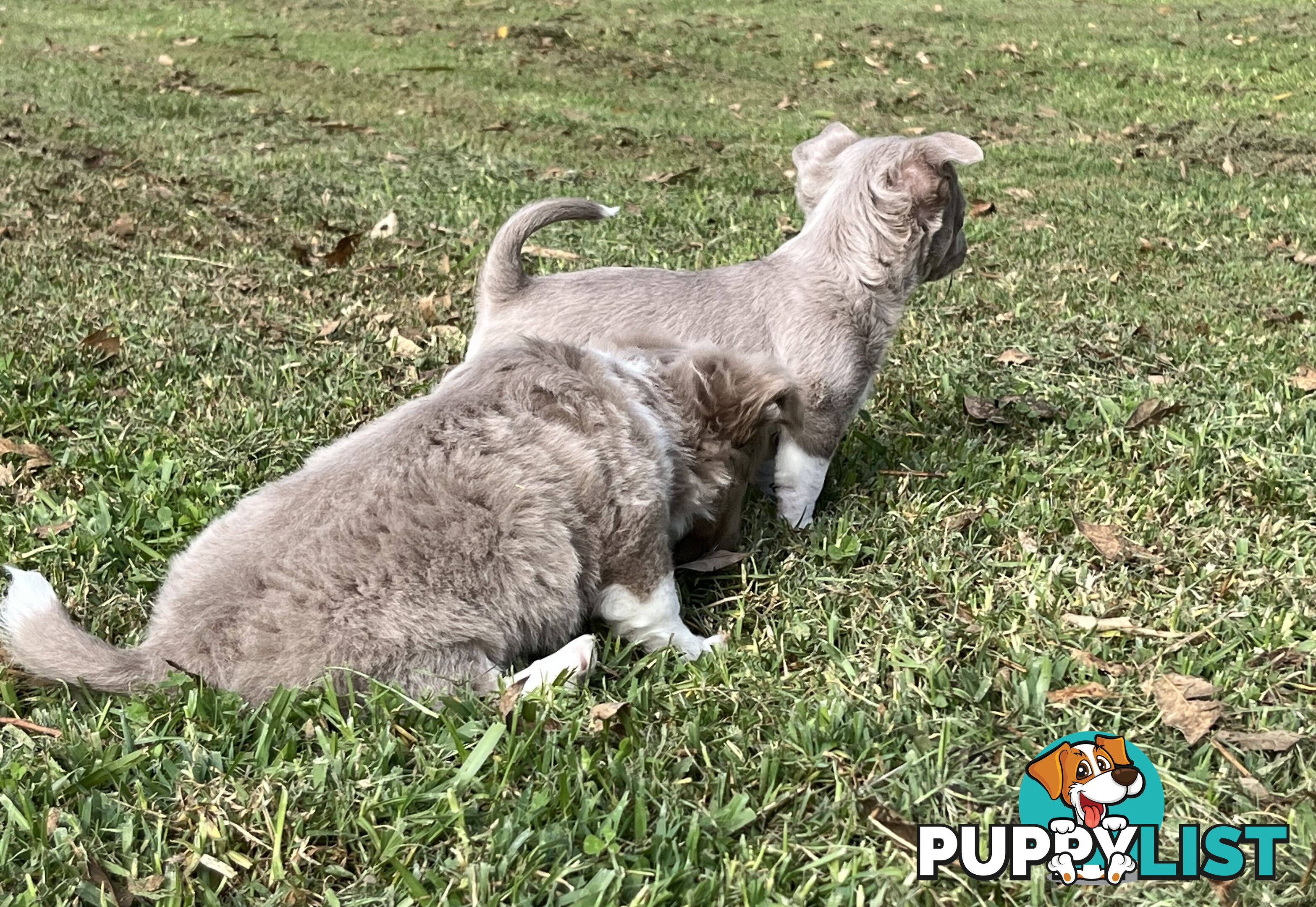 Chihuahua puppies lilac and white
