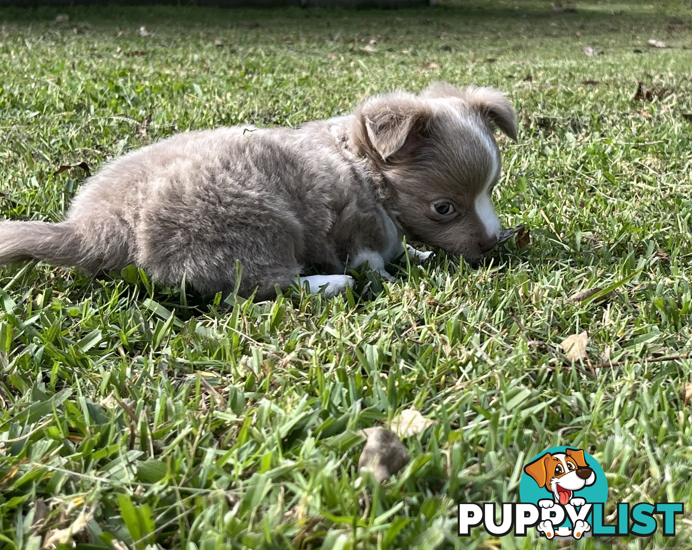 Chihuahua puppies lilac and white