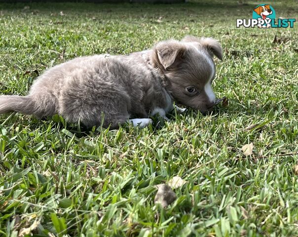 Chihuahua puppies lilac and white