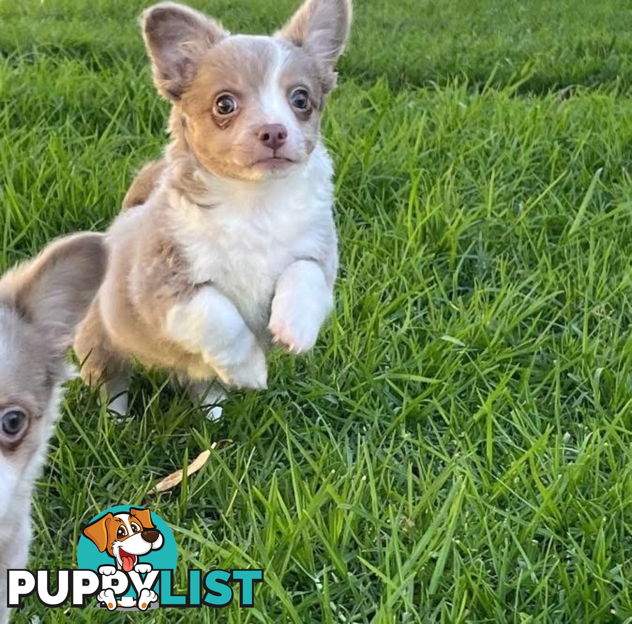 Chihuahua puppies lilac and white