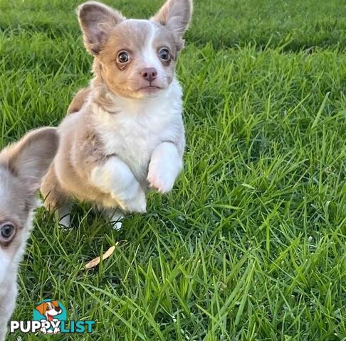 Chihuahua puppies lilac and white